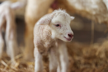 newborn lamb with mother sheep on farm © geargodz