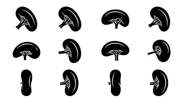 Human kidney organ icons in various perspective angles