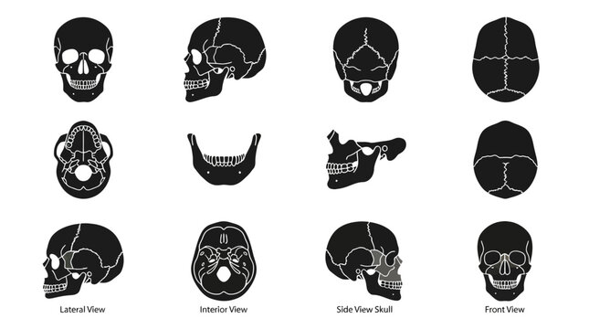 Human skull anatomy diagrams with lateral interior and front views