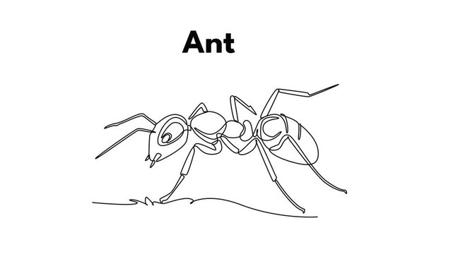 Ant. Insect concept. Single line draw design. Full length animation illustration. High quality 4k footage