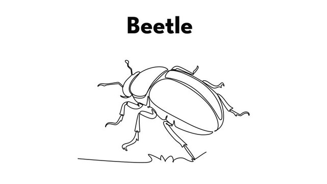 Beetle. Insect concept. Single line draw design. Full length animation illustration. High quality 4k footage