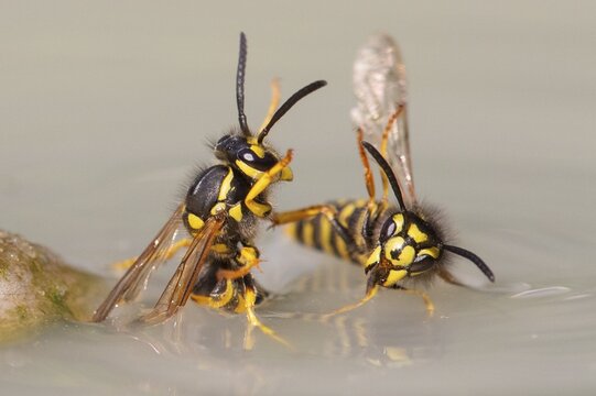 Wasps (Vespinae), Vechta, Lower Saxony, Germany