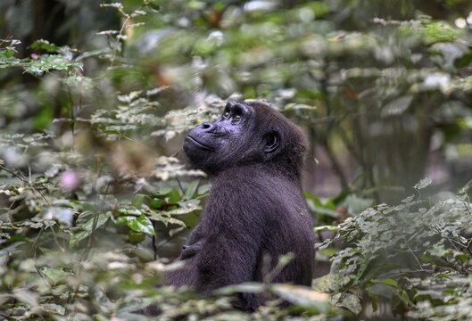 Western lowland gorilla (Gorilla gorilla gorilla), female, Loango National Park, Parc National de Loango, Ogoou&eacute;-Maritime Province, Gabon
