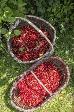 Two baskets of redcurrants or currants, Ribes Rubum, Upper Bavaria, Bavaria, Germany