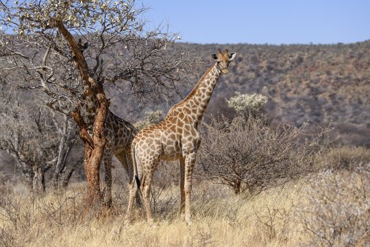 Angola giraffes (Giraffa camelopardalis angolensis), near Palmwag, Damaraland, Kunene Region, Namibia