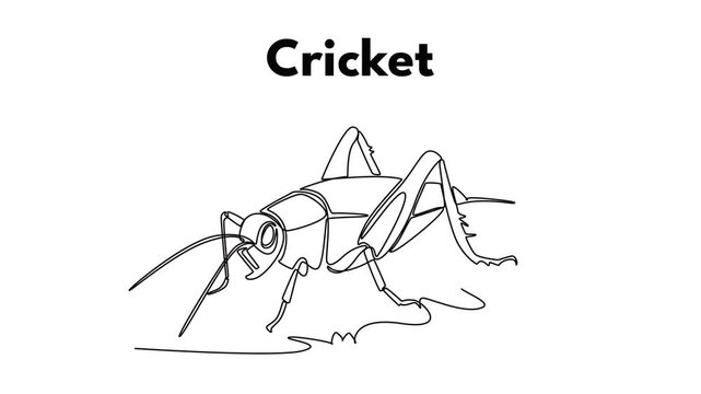 Cricket. Insect concept. Single line draw design. Full length animation illustration. High quality 4k footage