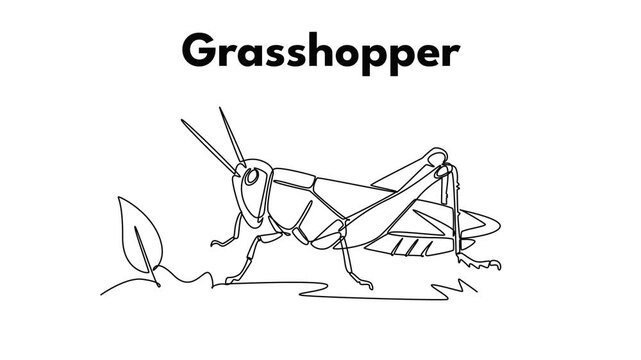 Grasshopper. Insect concept. Single line draw design. Full length animation illustration. High quality 4k footage