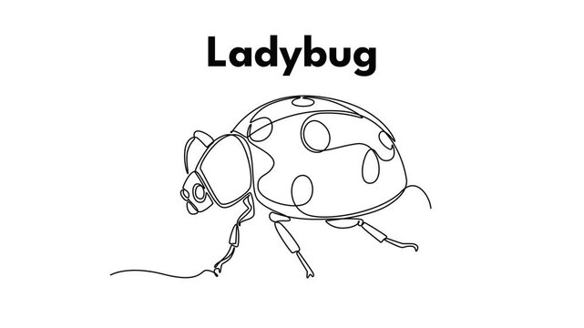 lady bug. Insect concept. Single line draw design. Full length animation illustration. High quality 4k footage