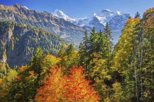 Autumn Landscape with Monk 4110m and Jungfrau 4158m, Isenfluh, Lauterbrunnental, Bernese Oberland, Canton of Bern, Switzerland