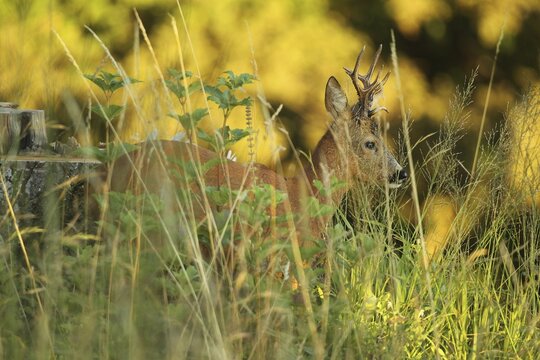 European roe deer (Capreolus capreolus) buck in evening light, Lower Austria, Austria