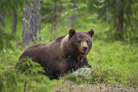 European brown bear (Ursus arctos) adult male resting in a boreal forest, Suomussalmi, Karelia, Finland
