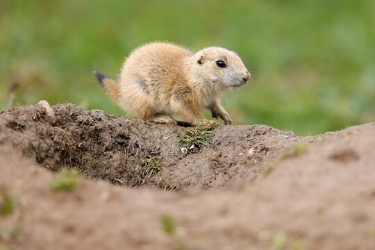 Black-tailed Prairie Dog (Cynomys ludovicianus) Young on burrow, Germany