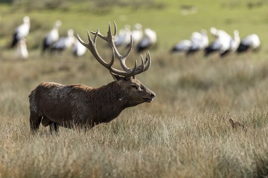 Red deer (Cervus elaphus), stag during the rutting season