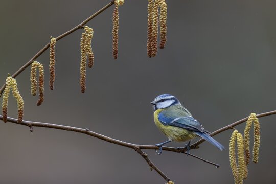When choosing where to sit at the feeding site, a photographer should look for attractive alternatives, even if it takes time, the blue tit (Cyanistes caeruleus) is framed effectively by the hazelnut catkins, hazelnut, framed, catkin, Germany