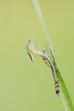 Willow Emerald Damselfly (Chalcolestes viridis) hatching, hatching, larva, dragonfly larva, North Rhine-Westphalia, Germany