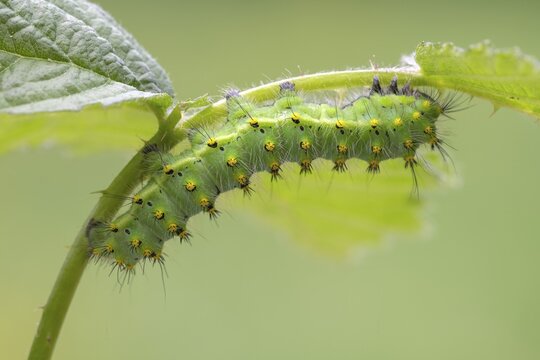 Small emperor moth (Saturnia pavonia), caterpillar on the forage plant raspberry, Schwaz, Tyrol, Austria
