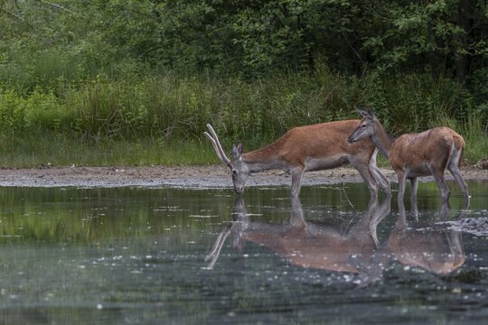 A red deer (Cervus elaphus) and a red deer, in this case a narrow-headed deer, enjoy the cooling water of a pond well hidden in the forest, June, Germany