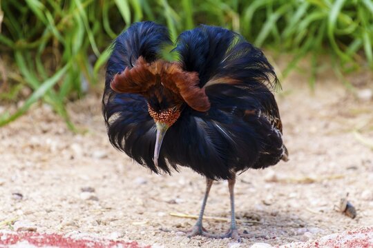 Black bird with splendid plumage on sandy ground, ruff (Calidris pugnax, syn.: Philomachus pugnax), courtship display, France