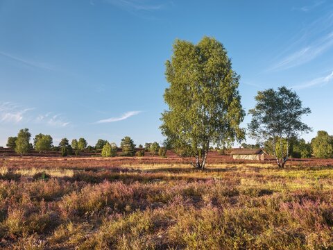 Typical heath landscape at Wilseder Berg with flowering heather, traditional bee fence, birch trees and junipers in the evening light, L&uuml;neburg Heath, Lower Saxony, Germany