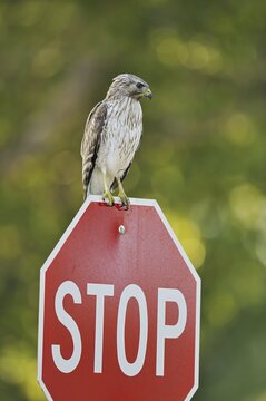 Red-shouldered Hawk (Buteo lineatus), immature, sitting on a stop sign, Everglades National Park, Florida, USA