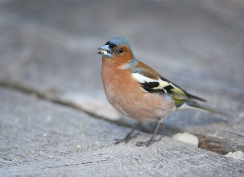 Chaffinch (Fringilla coelebs), male, feeding on a grain of maize, Bavaria, Germany