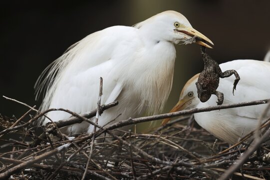 Cattle egret (Bubulcus ibis) with captured common toad (Bufo bufo) in its nest, France