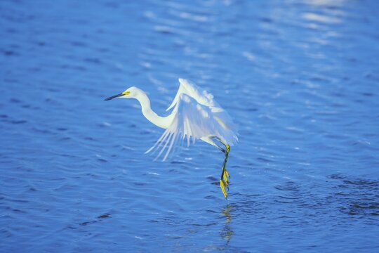 Snowy Egret (Egretta thula) starting flight, Sanibel Island, J.N. Ding Darling National Wildlife Refuge Florida, USA