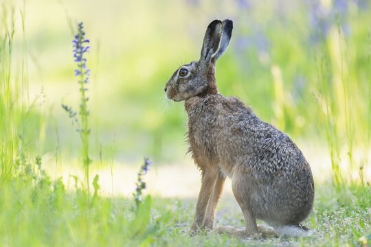 European hare (Lepus europaeus) sitting on a dirt track and looking attentively, wildlife, Thuringia, Germany