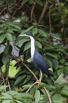 Pied Heron (Egretta Picata), Queensland, Australia