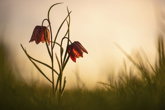 Snake's Head Fritillary (Fritillaria meleagris) in a wet meadow in spring, Berne, Lower Saxony, Germany