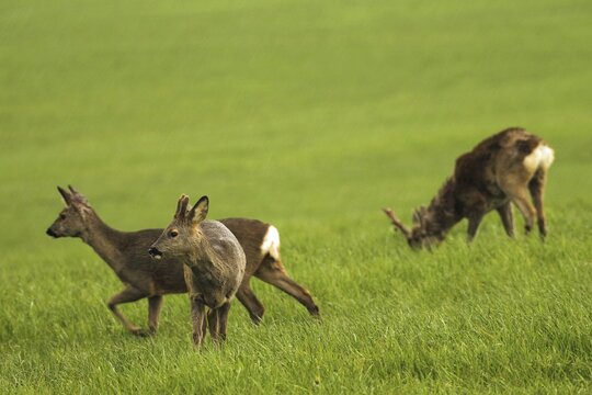 European roe deer (Capreolus capreolus) fawn with short velvet horns, doe and buck with swept horns in light rain on a meadow, Allg&auml;u, Bavaria, Germany
