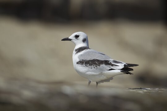 Black legged kittiwake (Rissa tridactyla) juvenile bird on a rock, England, United Kingdom