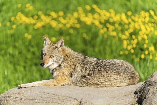 A coyote lies on a rock while yellow flowers bloom in the background, Coyote, coyote (Canis latrans), France