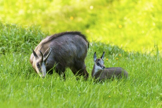Chamois and young on a green meadow in a peaceful spring atmosphere, chamois, chamois, (Rupicapra rupicaprae), wildlife, Vosges, France