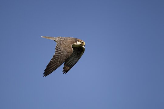 Lanner falcon (Falco biarmicus) adult bird of prey diving down in flight, England, United Kingdom - Captive