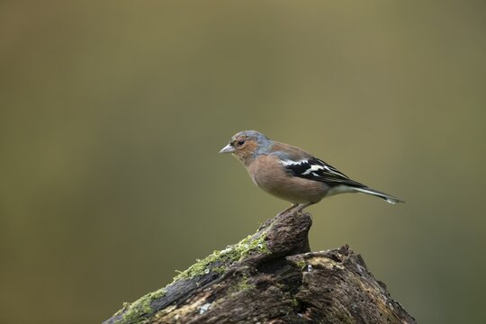 Eurasian chaffinch (Fringilla coelebs) adult male bird on a tree stump, England, United Kingdom