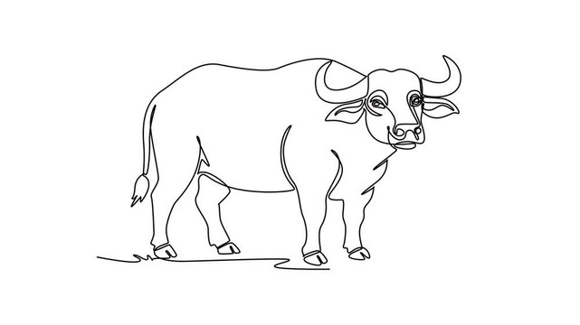Buffalo.Mammals concept. Single line draw design. Full length animation illustration. High quality 4k footage