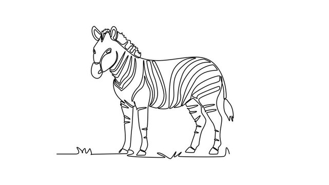 Zebra. Mammals concept. Single line draw design. Full length animation illustration. High quality 4k footage