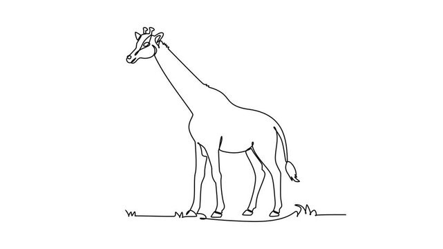 Giraffe.Mammals concept. Single line draw design. Full length animation illustration. High quality 4k footage