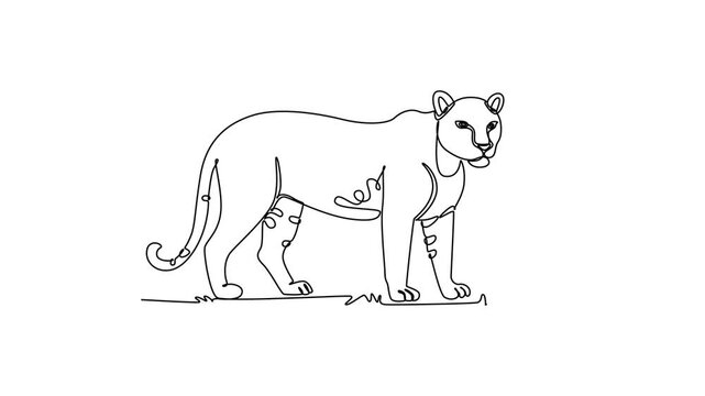 Leopard.Mammals concept. Single line draw design. Full length animation illustration. High quality 4k footage