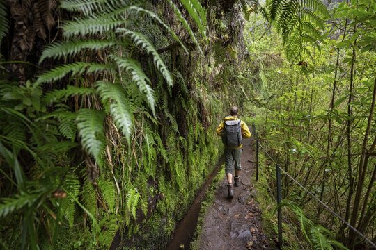 Hikers on a narrow path along a levada, in dense forest with ferns, Levada do Caldeir&atilde;o Verde, Parque Florestal das Queimadas, Madeira, Portugal