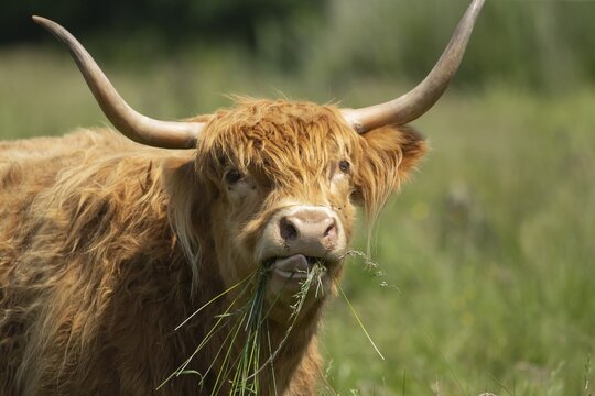 Highland cattle (Bos taurus) adult animal eating grass, Norfolk, England, United Kingdom