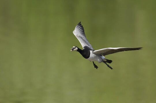 Barnacle goose (Branta leucopsis) flying, North Rhine-Westphalia, Germany