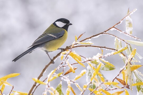 Great tit (Parus major), sitting on a branch, Terfens, Tyrol, Austria