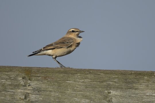 Northern wheatear (Oenanthe oenanthe) adult female bird on a fence, RSPB Frampton marsh nature reserve, Lincolnshire, England, United Kingdom