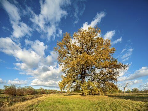 Solitary oak in the Elbe meadows in autumn, Dessau-W&ouml;rlitzer Gartenreich, Dessau-Ro&szlig;lau, Saxony-Anhalt, Germany