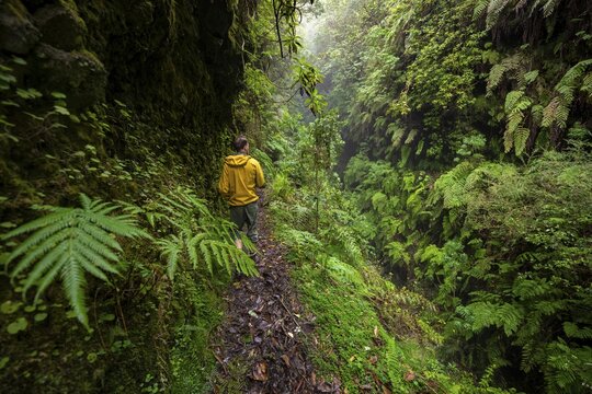 Hikers on a narrow footpath, in densely overgrown forest with ferns, Levada do Caldeir&atilde;o Verde, Parque Florestal das Queimadas, Madeira, Portugal