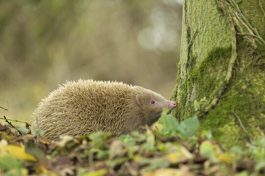 European hedgehog (Erinaceus europaeus) adult white or albino animal in a woodland, Suffolk, England, United Kingdom