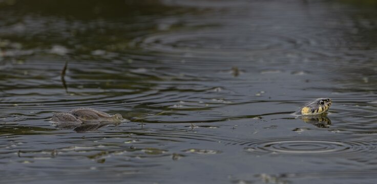 During the mating season, male water frogs (Pelophylax kl. esculentus) clasp anything that moves and appears to be of a suitable size, here the long body of the grass snake (Natrix natrix) has triggered the clasping reflex, Germany