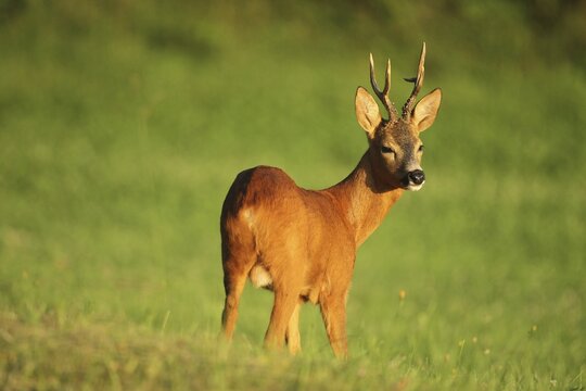 European roe deer (Capreolus capreolus) buck in the last evening light, Lower Austria, Austria, Lower Austria, Austria